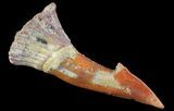 Cretaceous Giant Sawfish (Onchopristis) Rostral Barb #64501-1